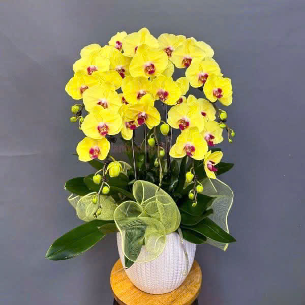 Lan Hồ Điệp L14