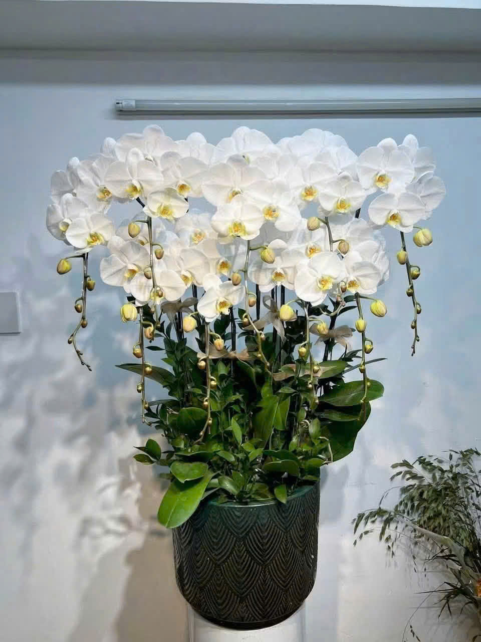 Lan Hồ Điệp L36