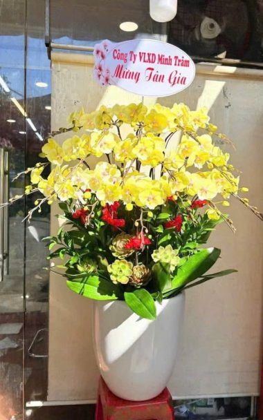 Lan Hồ Điệp L11