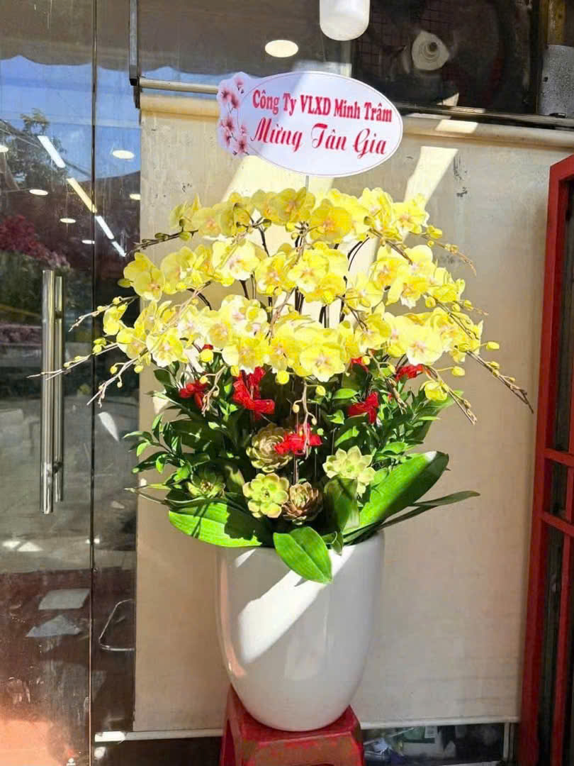 Lan Hồ Điệp L11
