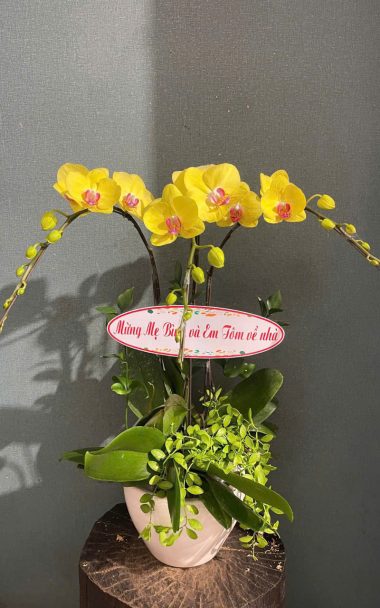 Lan Hồ Điệp L19