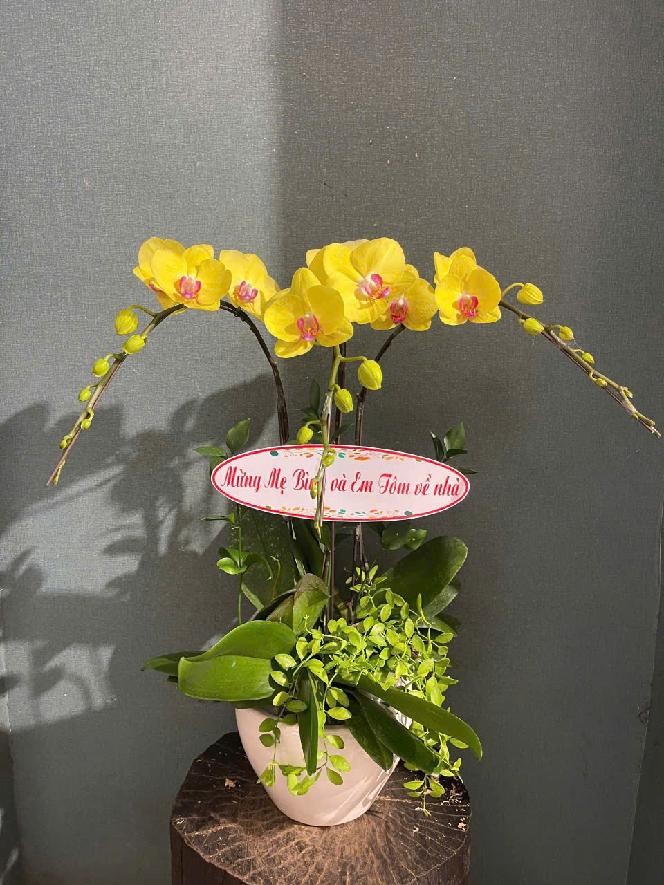 Lan Hồ Điệp L19
